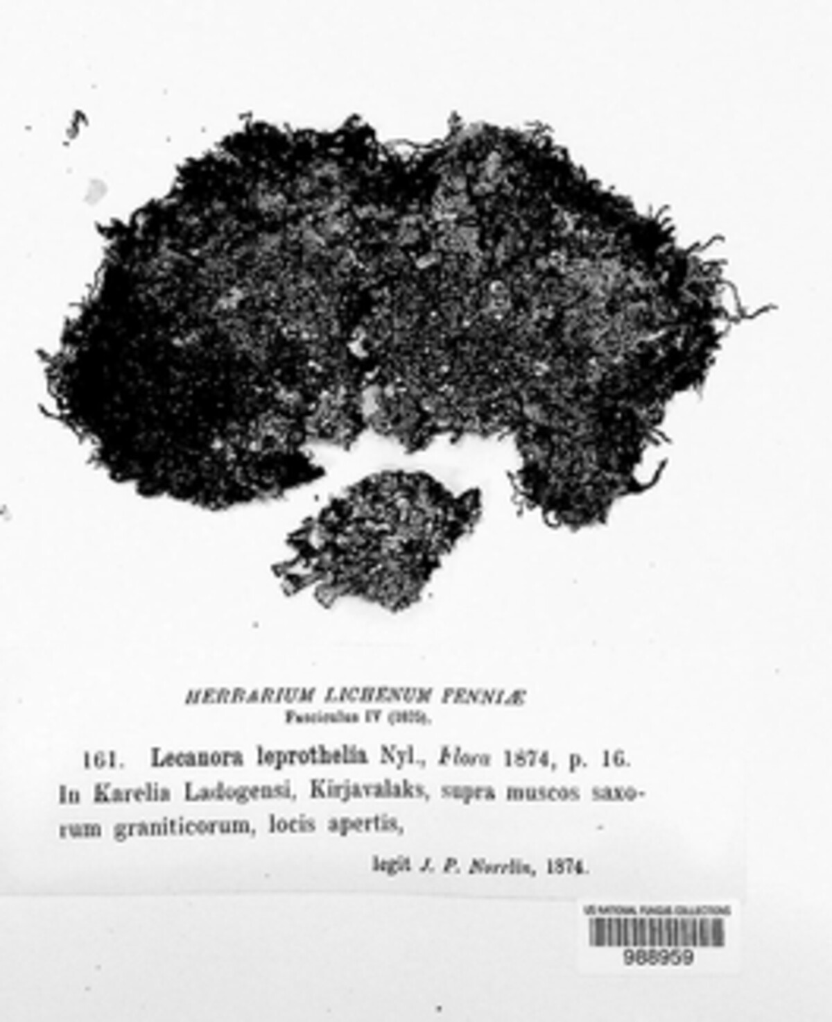 Lecanora leprothelia image